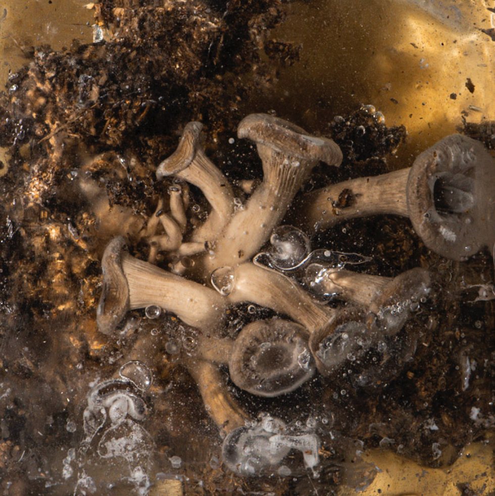 Pale mushrooms and glass droppers set in dark, mossy forest material.