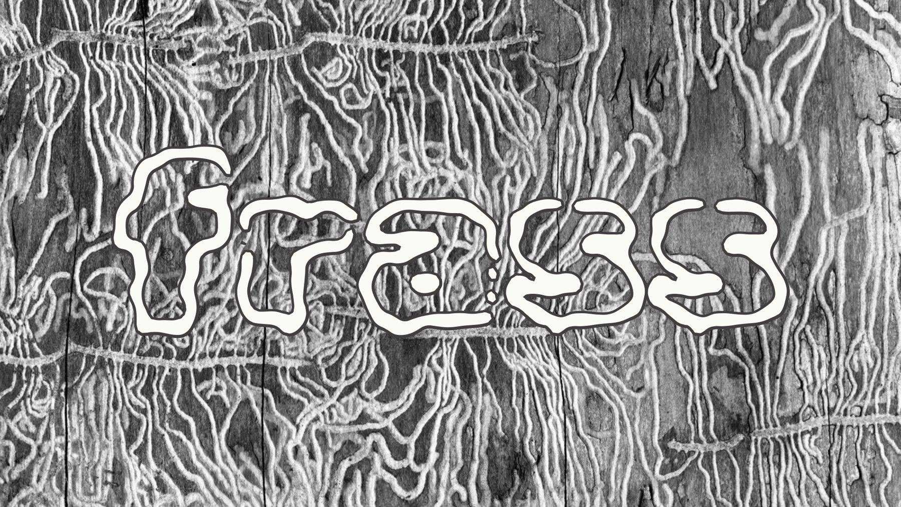 Bark engraved with beetle tunnels, with the word FRASS set across it in hand-drawn lettering.