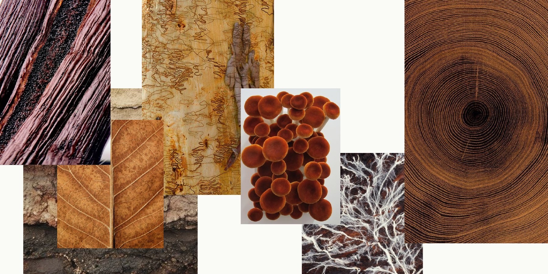Moodboard: cut bark, a split tree trunk with rings, orange shelf fungi, white mycelium and rust-colored wood textures.